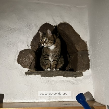 Photo 1/1 TOM Chat perdu à Chaville