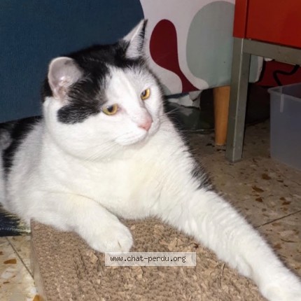 Photo de chat perdu à Montpellier