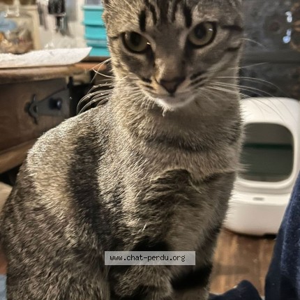Photo 1/1 Chat retrouvé Perdu à Paris