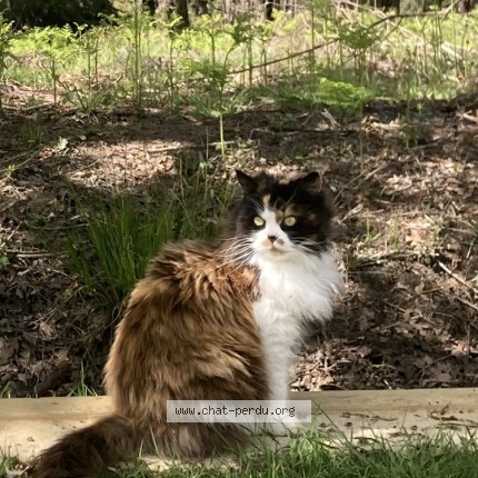 Photo de chat perdu à Carcans