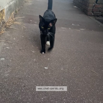 Photo de chat trouvé à Tourcoing
