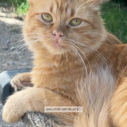 Photo 1/1 Bonni Chat perdu à Irigny