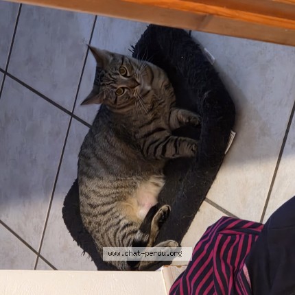 Photo de chat perdu à Machecoul Saint Meme