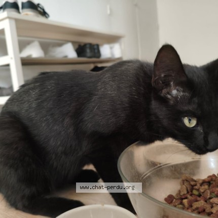 Photo de chat perdu à Guerande