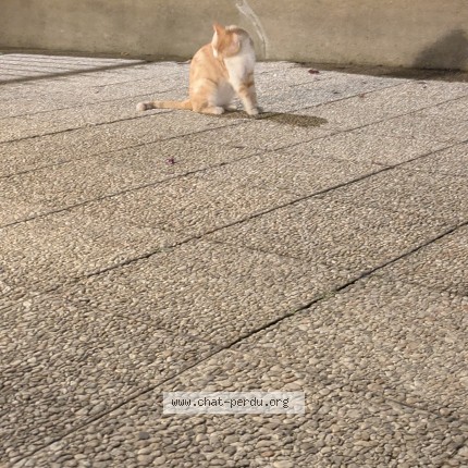 Photo de chat trouvé à Paris