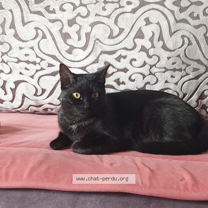 Photo de chat perdu à Bondy