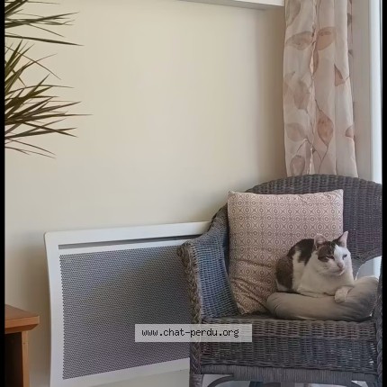 Photo 1/1 Titi Maharadja Chat perdu à Mimizan