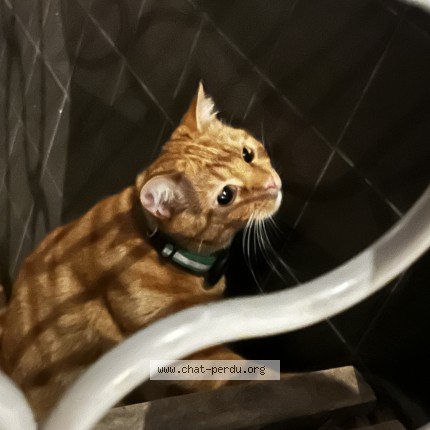 Photo 1/1 Chat trouvé Trouvé à Paris