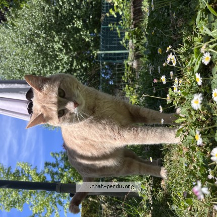 Photo 1/1 Uku Chat perdu à Palatiers