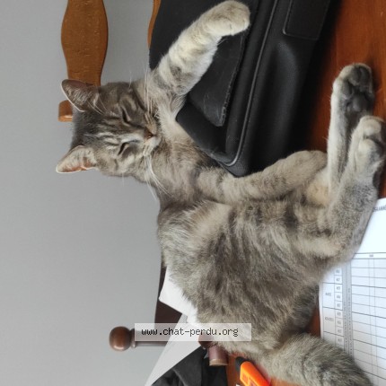 Photo de chat perdu à Trets