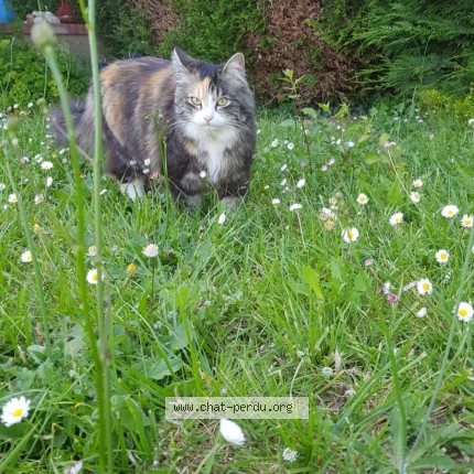 Photo 1/1 PLUMETTE Chat perdu à La Pommeraye Mauges Sur Loire