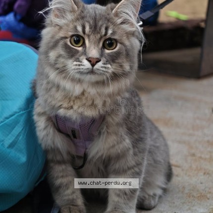 Photo 1/1 Chat trouvé Trouvé à Blainville