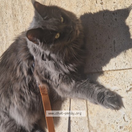 Photo de chat perdu à Leyrieu