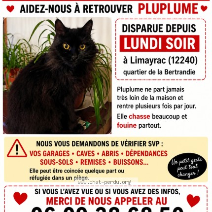 Photo 1/1 pluplume Chat perdu à Colombies