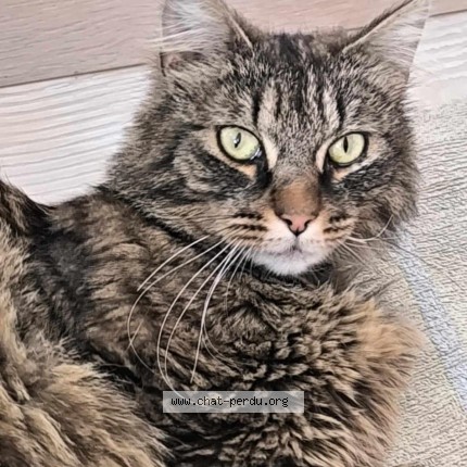 Photo 2/2 Chat retrouvé Perdu à Niederbronn Les Bains