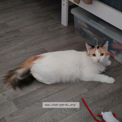 Photo de chat perdu à Grignon