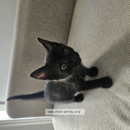 Photo 1/1 Chat trouvé Trouvé à Rennes