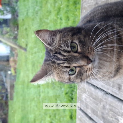 Photo 1/1 Fleur Chat perdu à Ouistreham