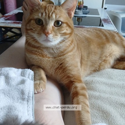 Photo 1/1 Chat retrouvé Perdu à Troyes