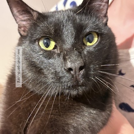 Photo de chat trouvé à Toulouse