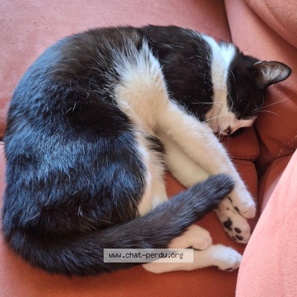 Photo 2/2 Chat trouvé Trouvé à Paris