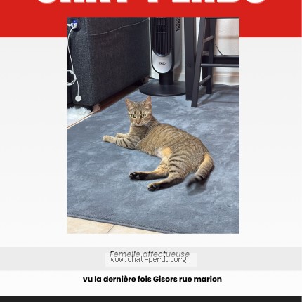 Photo de chat perdu à Gisors