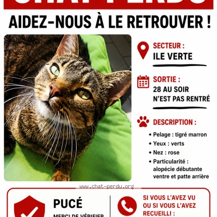 Photo 1/1 Mushu Chat perdu à Grenoble