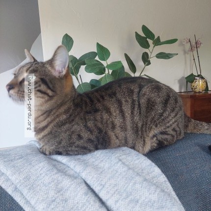 Photo 1/1 Chat retrouvé Perdu à Decazeville