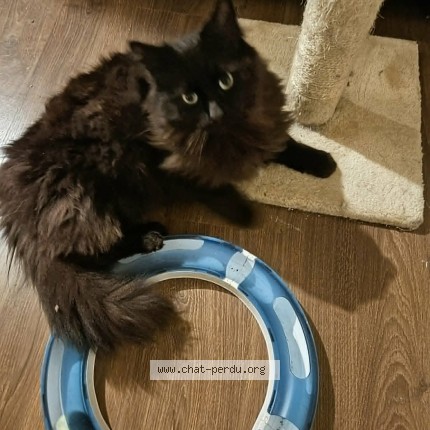 Photo 1/1 Chat retrouvé Perdu à Sint Pieters Leeuw