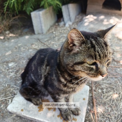 Photo 1/1 Chat trouvé Trouvé à Beaucaire