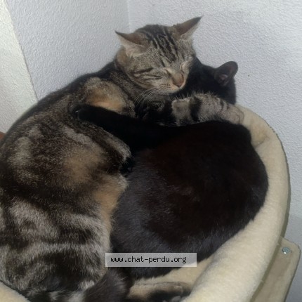 Photo 1/1 petit chat Ghaara Chat perdu à Montpellier