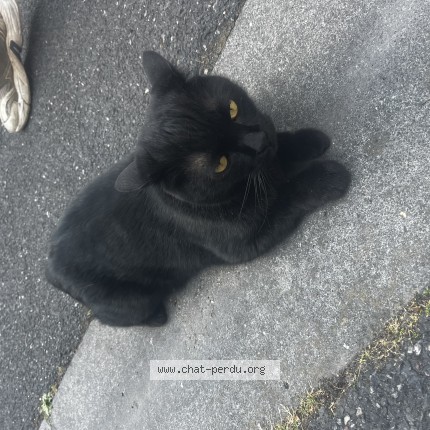 Photo 1/1 Chat trouvé Trouvé à Lille