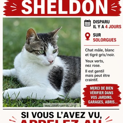 Photo 1/1 Sheldon Chat perdu à Nages Et Solorgues