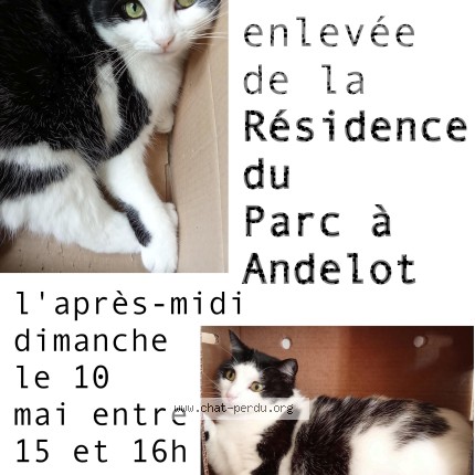 Photo 1/1 Pichoucat Chat perdu à Andelot