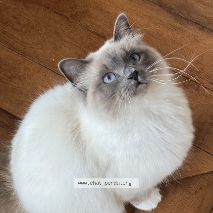 Photo de chat perdu à Egleny