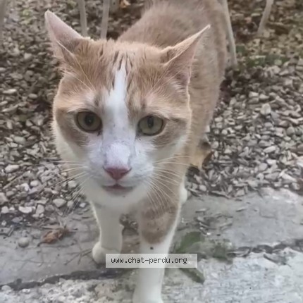 Photo 1/1 Chat trouvé Trouvé à Saint Parres Aux Tertres