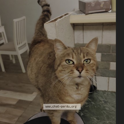Photo de chat perdu à Verrie