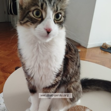Photo 1/1 Chat retrouvé Perdu à Le Kremlin Bicetre