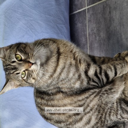 Photo de chat perdu à Parentis En Born