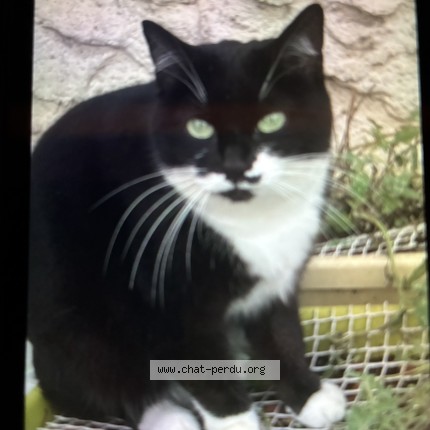 Photo 2/3 Chat retrouvé Perdu à Romainville