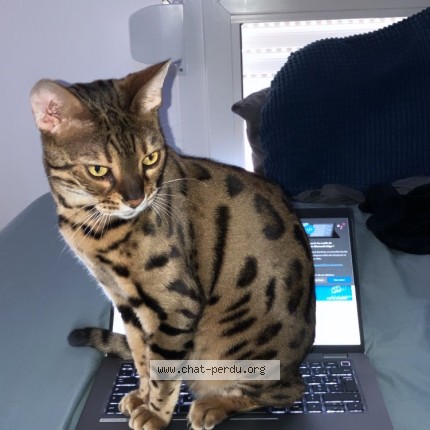 Photo de chat perdu à Paris 20