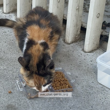 Photo de chat trouvé à Paris