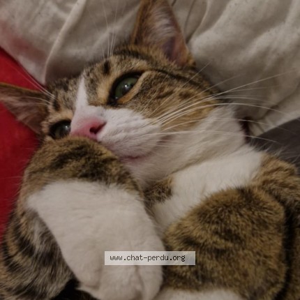 Photo 1/1 Chat retrouvé Perdu à Mouscron