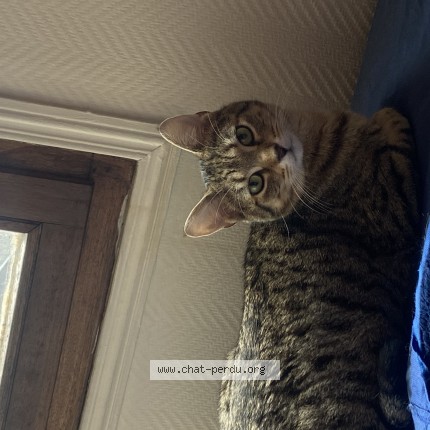 Photo de chat perdu à Ailly Sur Somme