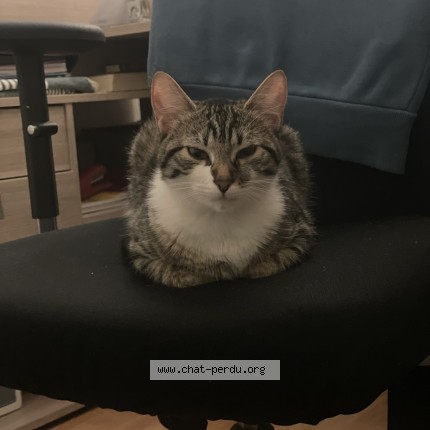 Photo 1/1 nala Chat perdu à Marseille