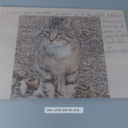 Photo de chat trouvé à Creteil