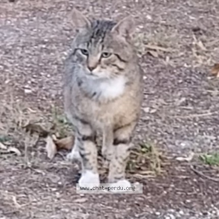 Photo 2/2 Chat trouvé Trouvé à Creteil
