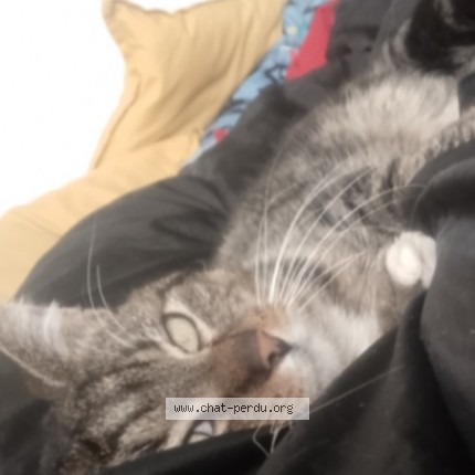 Photo de chat perdu à Port Vendres