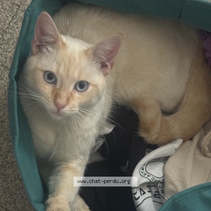 Photo de chat perdu à Paris
