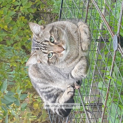 Photo de chat perdu à L Hermitage